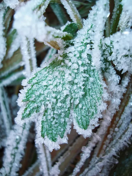Замерзший Зелёный Лист Покрытый Льдом — стоковое фото