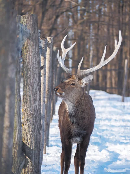 Deer Snowy Forest Sun Close — Stock Photo, Image