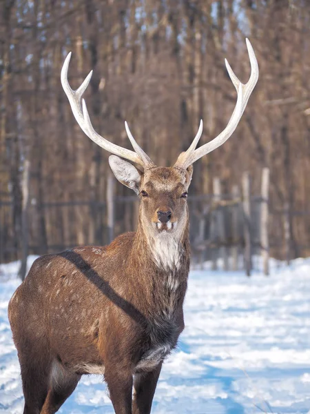 Hirsche Verschneiten Wald Der Sonne Aus Nächster Nähe — Stockfoto