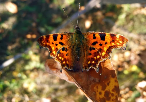 Butterfly Met Oranje Zwarte Vlekken — Stockfoto