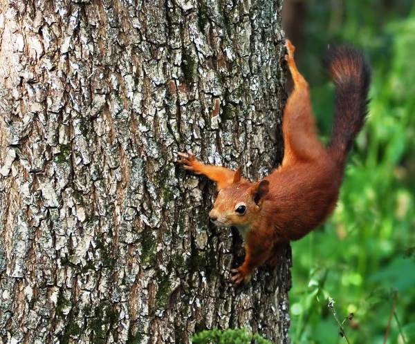 Eichhörnchen Niedlich Sitzt Baum Und Schaut Die Kamera Lustig — Stockfoto