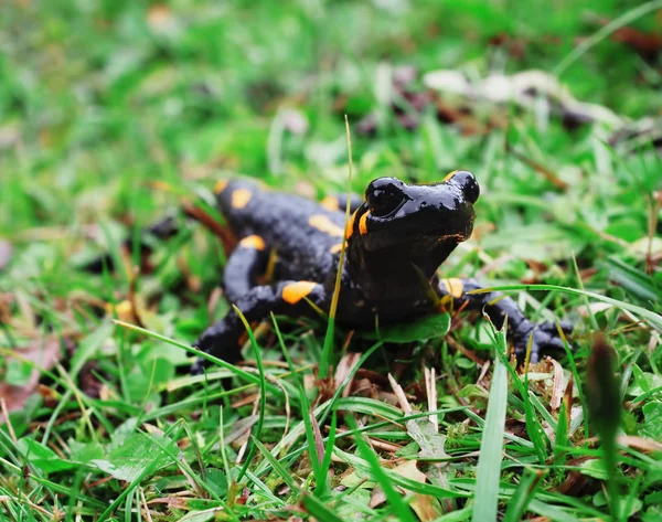 Salamandra Carpatian 산에서 잔디에서 — 스톡 사진