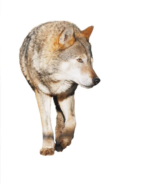 Wolf Steht Grau Voller Größe Niedlich — Stockfoto