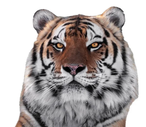 Тигры Головы Крупным Планом Изолированы Белом — стоковое фото