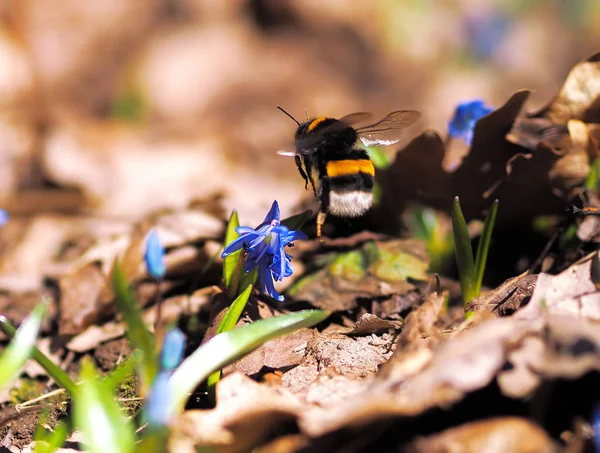 Bumble Bee Snowdrops Spring — Stock Photo, Image