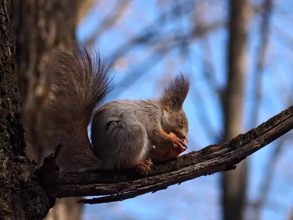 Eichhörnchen Rot Frisst Den Apfel Baum Mit Geschlossenen Augen — Stockfoto