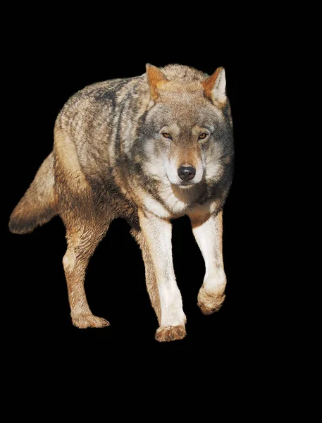 Wolf Steht Grau Voller Größe Niedlich — Stockfoto