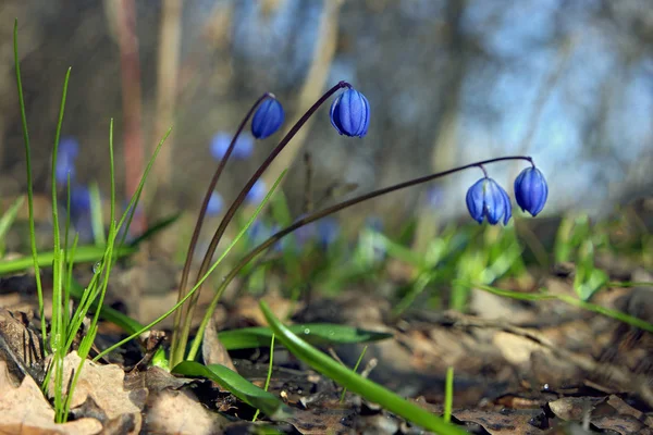 緑の芝生からスノー ドロップの鐘 — ストック写真