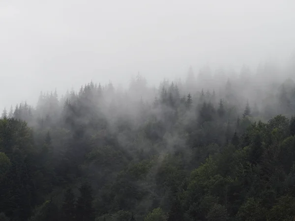 Brouillard Brouillard Des Montagnes Carpatiennes Dans Pinède — Photo