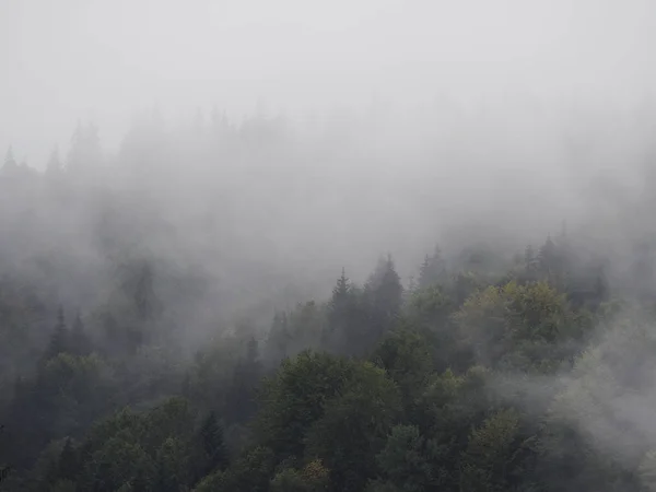 Montagne Carpatiche Nebbia Nebbia Nella Pineta — Foto Stock
