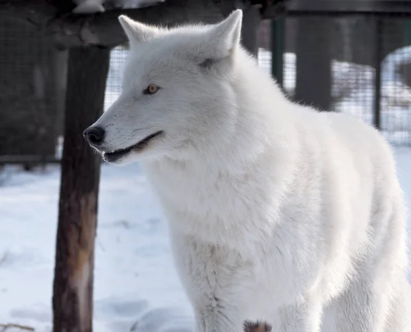 White Wolf Portrait Snow — Stock Photo, Image