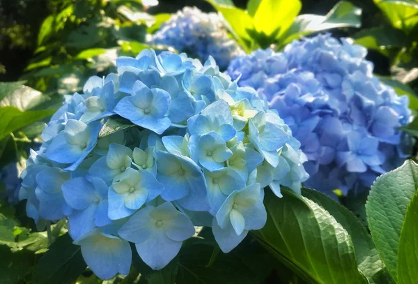Een Heleboel Blauwe Bloemen Hortensia Tuin — Stockfoto