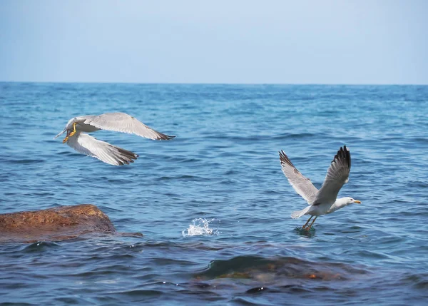 Seagul Survolant Mer Près Des Montagnes — Photo