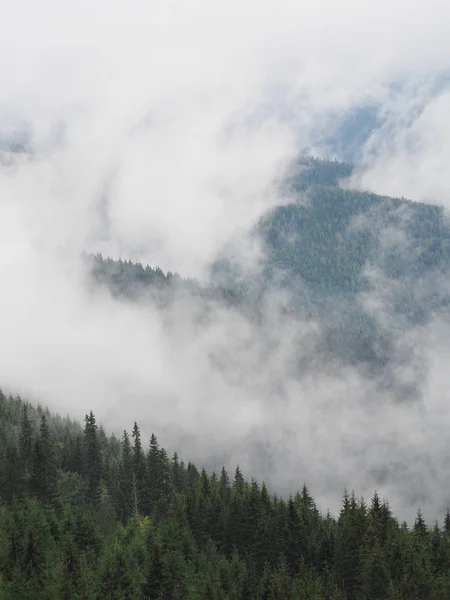 Karpatischen Bergen Nebel Und Nebel Kiefernwald — Stockfoto