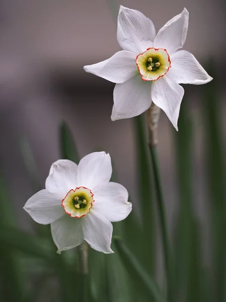 Flores Blancas Hierba Cerca —  Fotos de Stock