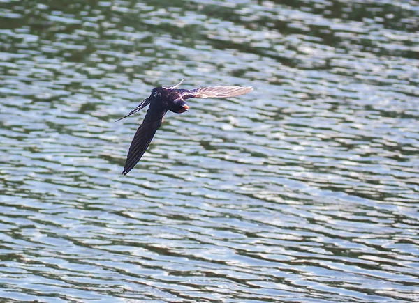 Engolir Voo Sobre Lago — Fotografia de Stock