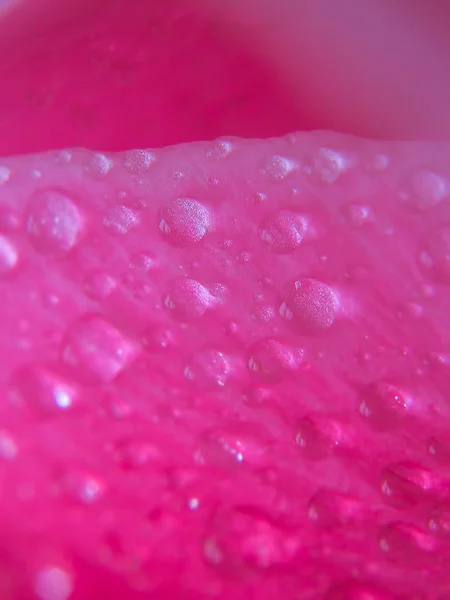 Flor Macro Com Gotas Água — Fotografia de Stock