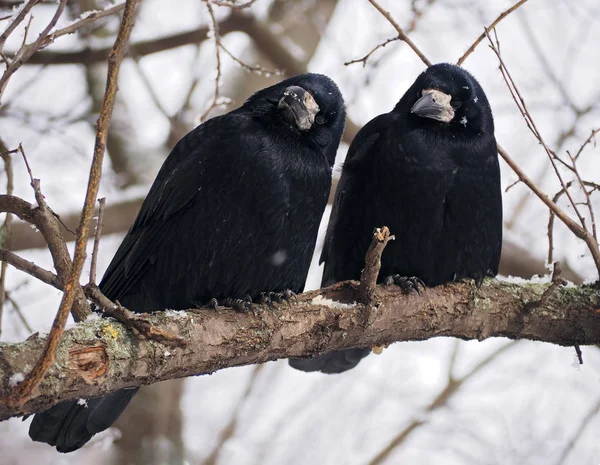 Kuzgun ve karga brach yakın çekim