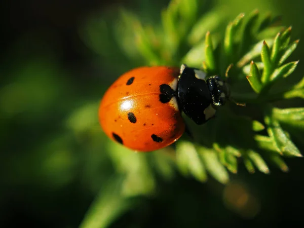 Joaninha Vermelha Subindo Até Objetivo Vista Grama Verde Cima — Fotografia de Stock