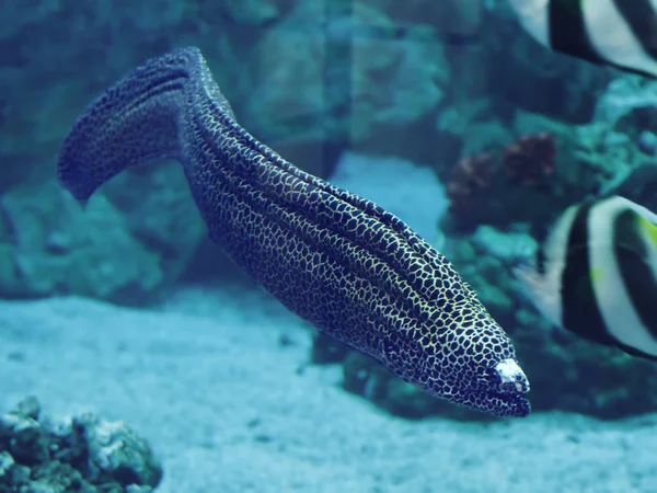 青い海で離れて Murena 巨大な蛇 Sweaming — ストック写真