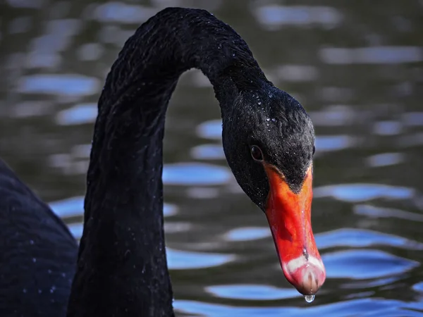 Sort Svane Sweams Fedtet Den Blå Close Ser Kameraet - Stock-foto