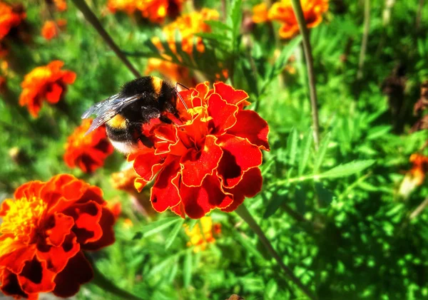 Bumblebee Etiqueta Vermelha — Fotografia de Stock