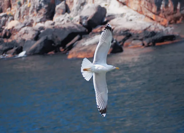 Seagul Lotu Nad Morzem Pobliżu Gór — Zdjęcie stockowe