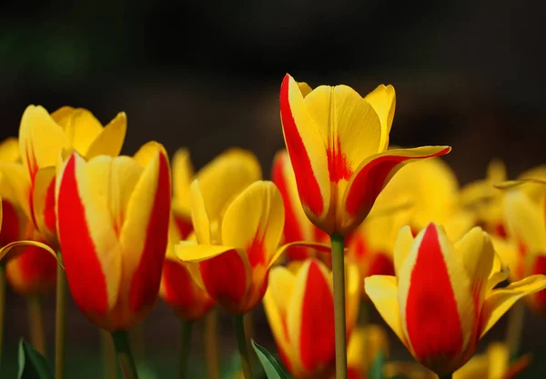 Szczelnie Góry Żółte Tulipany — Zdjęcie stockowe