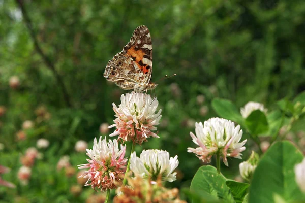 Kleurrijke Vlinder Gaat Opstijgen Vanaf Bloem — Stockfoto