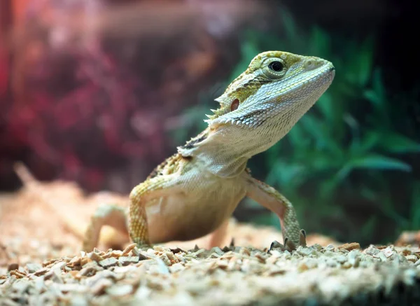 도마뱀 Agamidae 가까이 — 스톡 사진