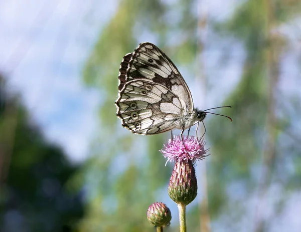 Vlinder Galathea Melanargia Roze Bloem — Stockfoto