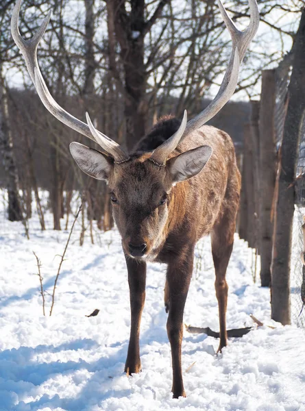 Deer Snowy Forest Sun Close — Stock Photo, Image