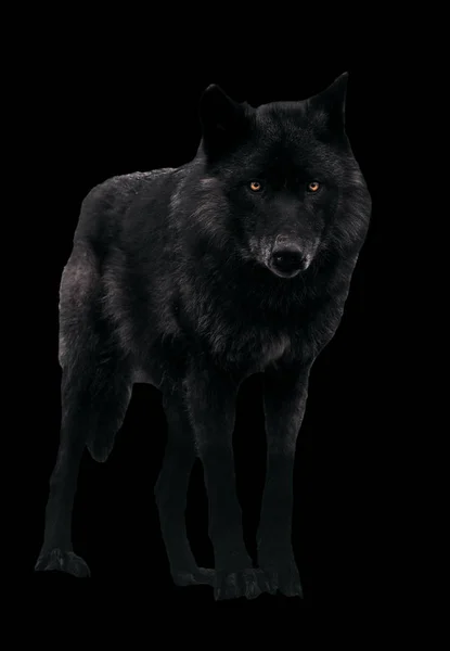 Schwarzer Wolf Blickt Isoliert Auf Schwarze Kamera — Stockfoto