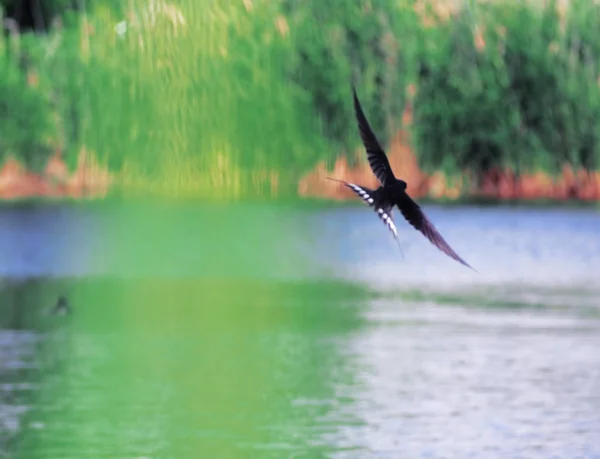 燕子在湖上的飞行 — 图库照片