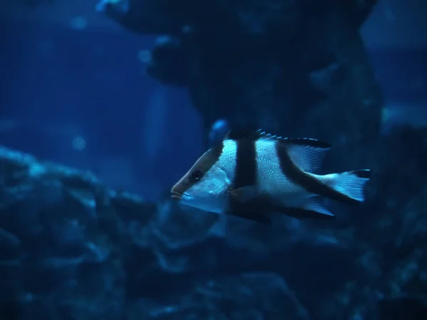 Peces Océano Azul Profundo — Foto de Stock