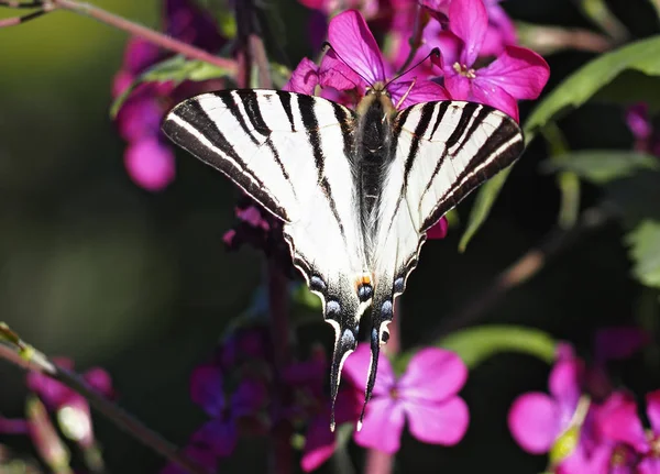 Motyl Papolio Machaon Siedzi Fioletowy Kwiat Kwitnąć Powrót Widok — Zdjęcie stockowe