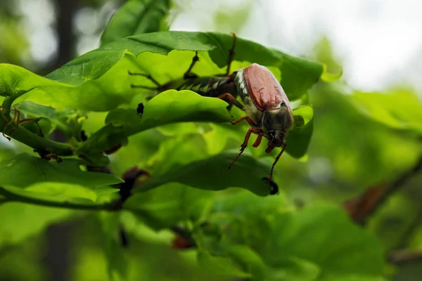 Bugs Castanhos Folha Verde — Fotografia de Stock