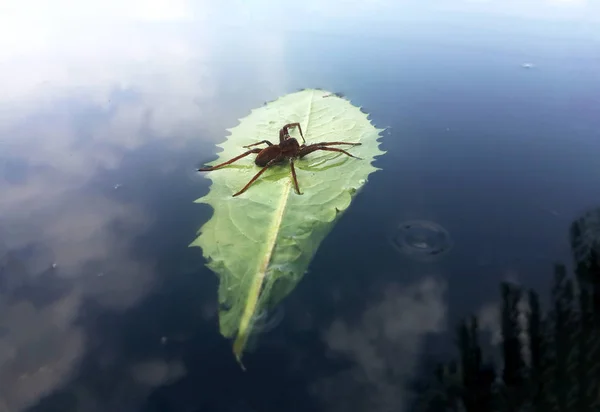 红色蜘蛛旅行者与水下落在绿色叶子在湖从右边 — 图库照片
