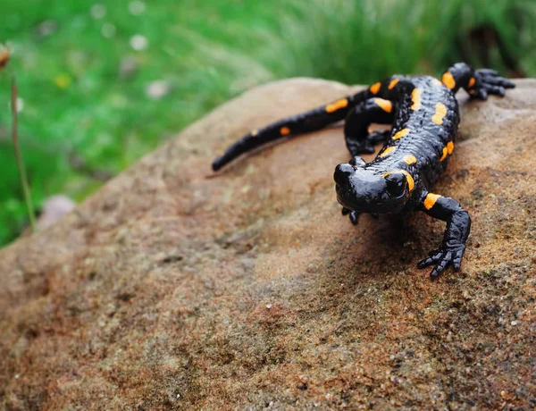 Salamandra Carpatian 산에서 잔디에서 — 스톡 사진