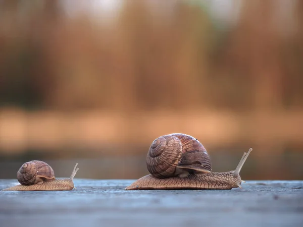Snails Race Big Winning — Stock Photo, Image