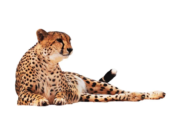 Cheetah Fläckig Isolerade Vit — Stockfoto