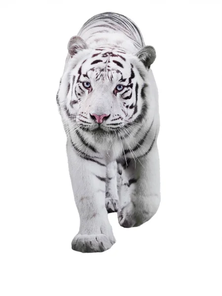 白色大老虎虎底格里斯河豹猫走在白色的隔离 — 图库照片