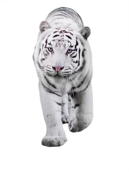 Koca kaplan Panthera tigris bengalensis White adlı izole yürüyüş beyaz