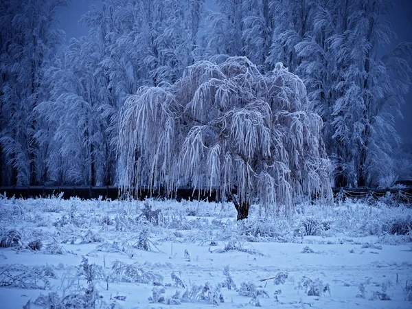 蓝色背景下田野的冰冻树 — 图库照片