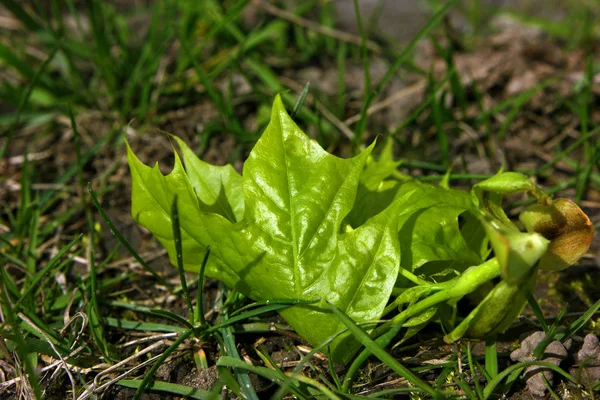 Green Leaf Ground — Stock Photo, Image