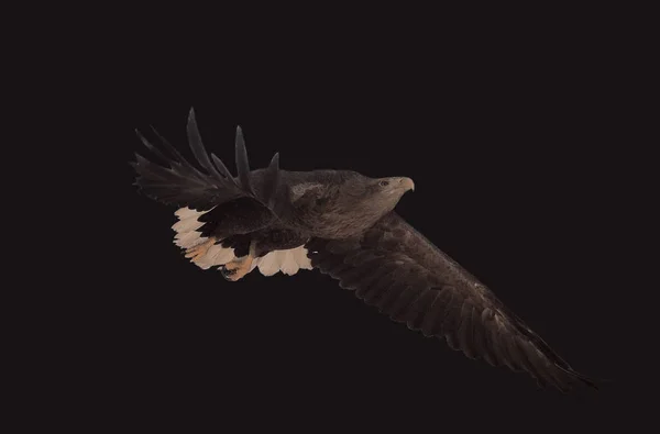 Орлиный Чёрный Летающий Серьёзно Изолирован — стоковое фото