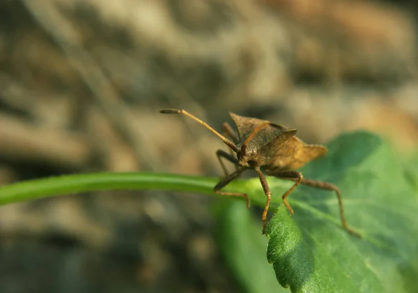 Bruin Bug Het Groene Gras Gezicht Camera — Stockfoto
