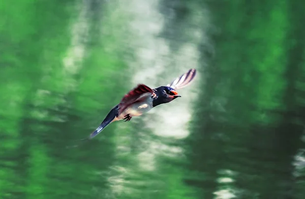 Tragar Vuelo Sobre Lago — Foto de Stock