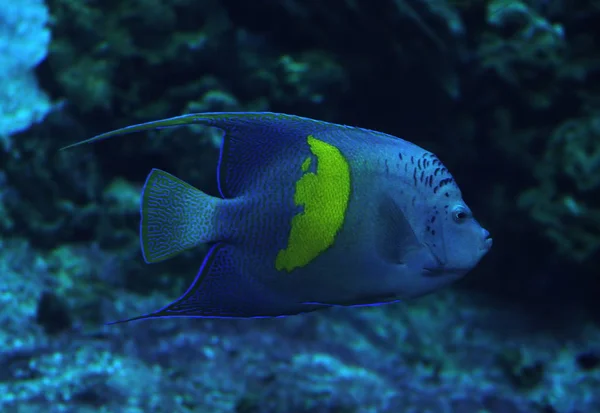 深い青色の海で魚 Heniochus Acuminatus — ストック写真