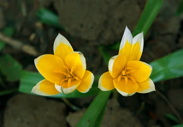 Flores Amarillas Hacia Sol —  Fotos de Stock